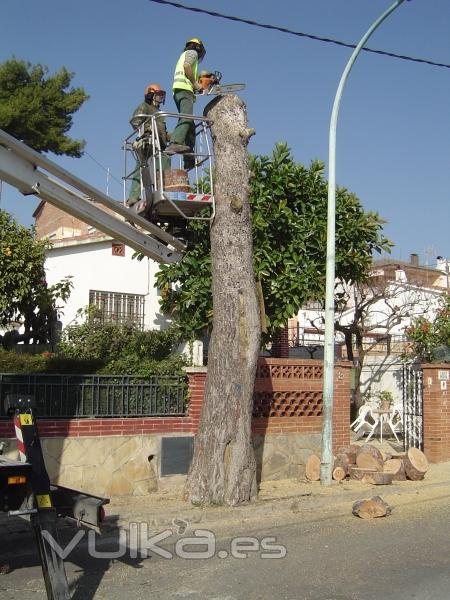 Poda y tala de rboles