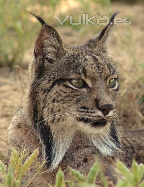 LINCE DE DOANA