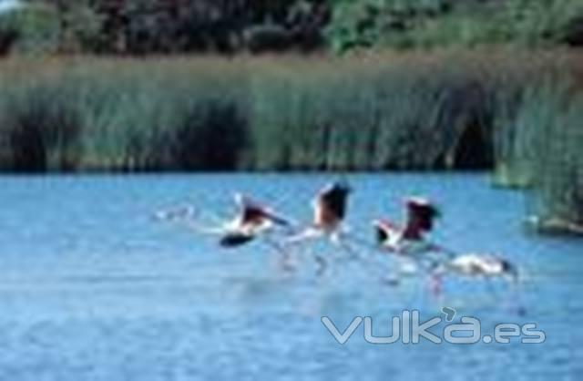 AVES EN DOÑANA