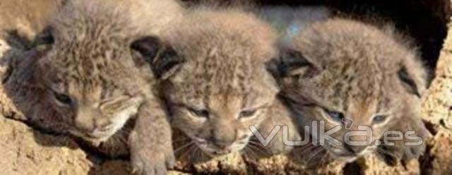 LINCES EN DOANA