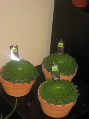 Aeonium