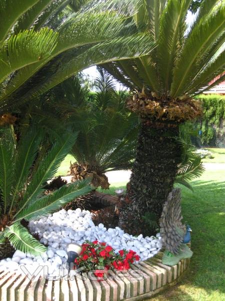 cuidado de cycas