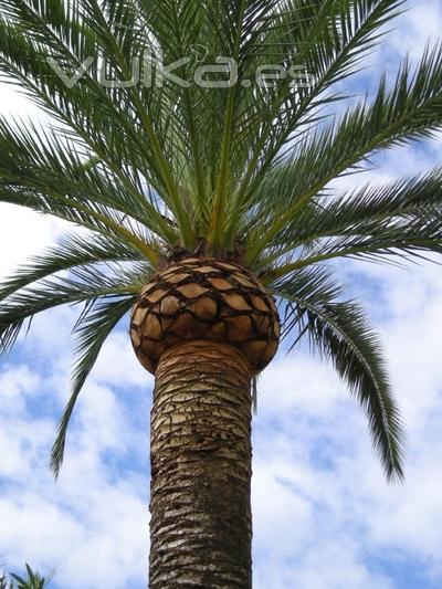 poda de palmeras benicasim