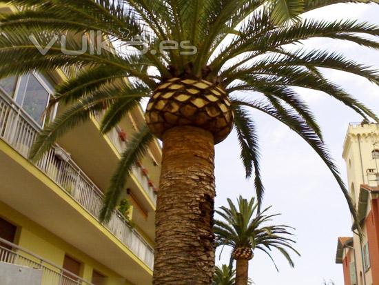 poda de palmeras en castellon