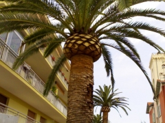 Poda de palmeras en castellon