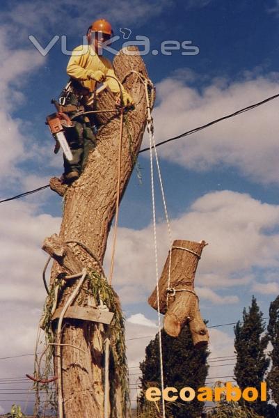 desmontaje arboles dificiles