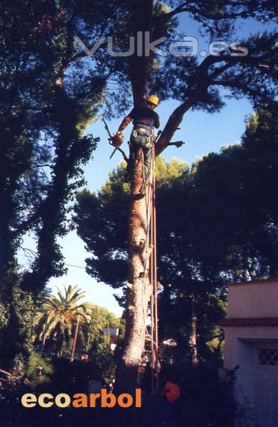 abatimiento de arboles benicasim