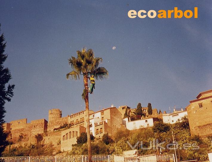 poda de palmera villafames castellon