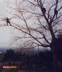 Poda de arboles castellon
