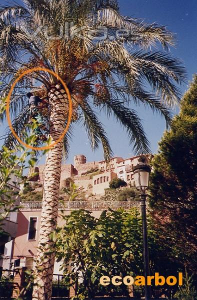 poda palmera Villafames (castellon)