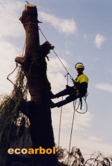 Abatimineto arboles dificiles castellon