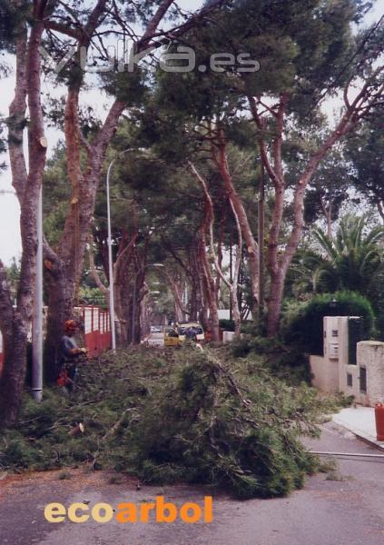 poda en benicasim