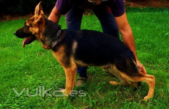 Super cachorro macho 6t meses pastor alemn en venta