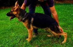 Super cachorro macho 6t meses pastor aleman en venta