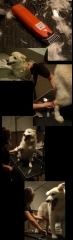 servei de perruqueria canina i felina