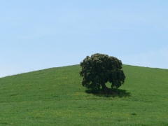 Pureza