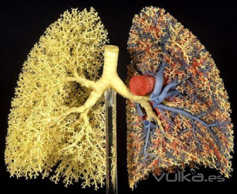sistema pulmonar
