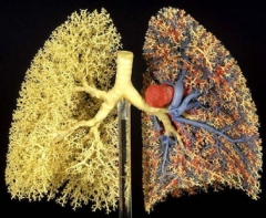 Sistema pulmonar