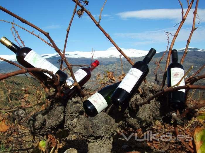 Vinos Garca de Verdevique, con Sierra Nevada al fondo