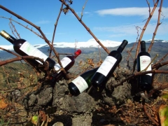Vinos Garca de Verdevique, con Sierra Nevada al fondo