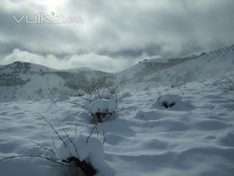 Viedos nevados - Garcia de Verdevique