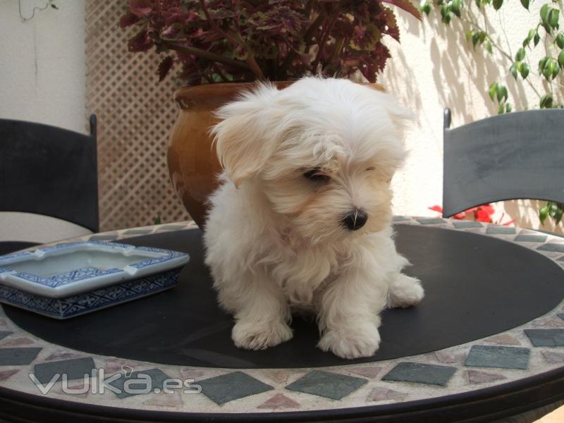 Bichon Maltes de Zococan