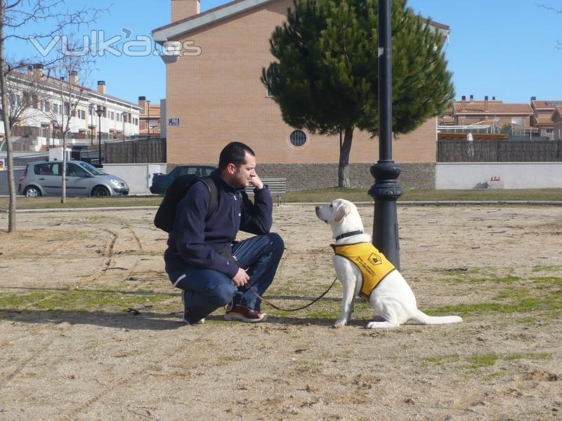 Entrenando perros de asistencia