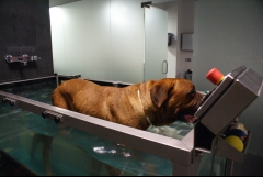 Hidroterapia de hooch en cinta de trote subacuatica