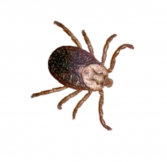 Garrapata