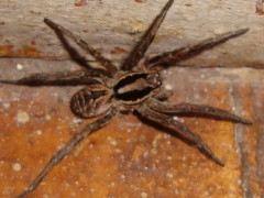 Arana