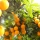 Naranjas de 