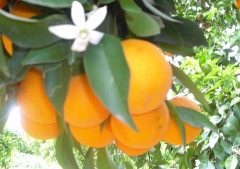 Naranjas de la huerta del tio pepe