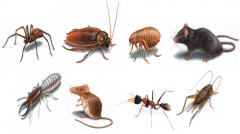 Ecoplaga control de plagas