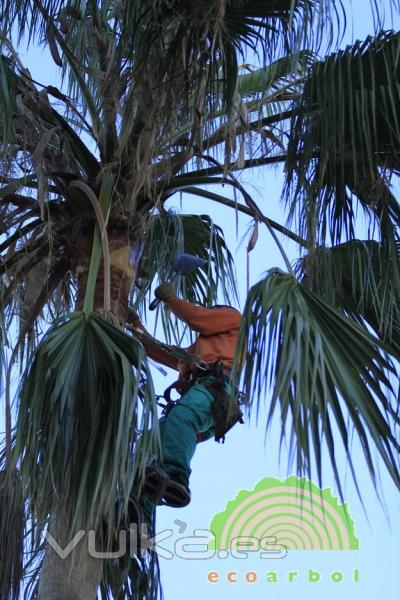 podador de palmera