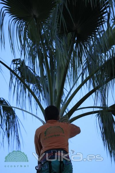 ecoarbol de palmera benicasim y castellon