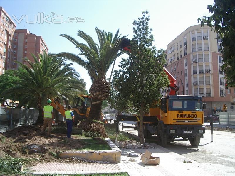 Poda de árboles y palmeras.