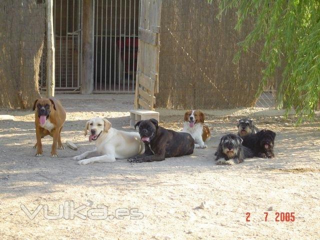 Algunos de nuestros perros: boxer, labrador y schnnauzer miniatura