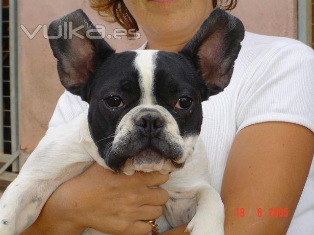 este bulldog francs es cliente habitual de la residencia canina