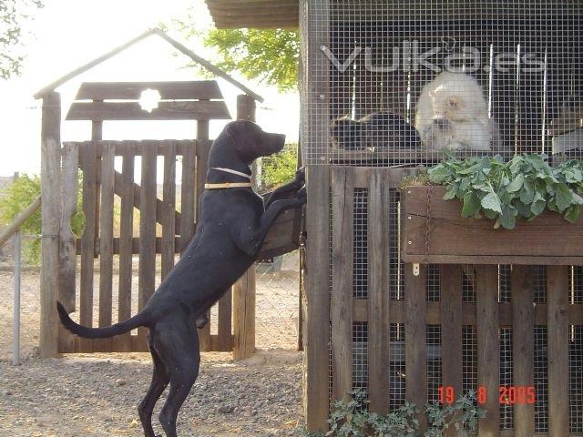 Blacky lo pasa bien cuando viene a la residencia canina