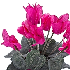 Planta artificial mini cyclamen fucsia en lallimonacom detalle1