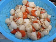 concha de abanico,tallo con coral