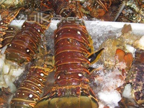 Colas de langosta caribeña( panulirus argus)