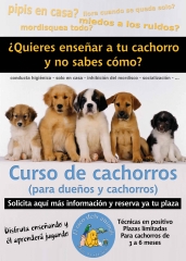 Curso de cachorro en grupo en barcelona, con la participacin en todo momento del propietario.