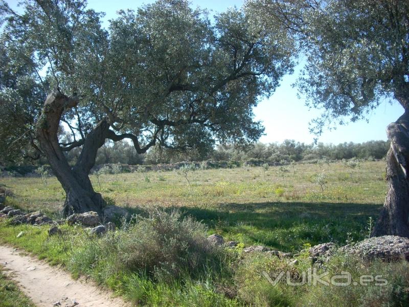 Rossell - Finca rústica de olivos nuevos 12.610 M2 buen acceso 22.000 euros