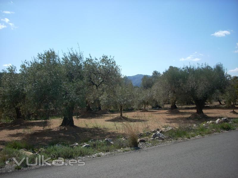 Rossell - Finca en produccin 1.731 M2. AGUA camino asfaltado 5.000 euros