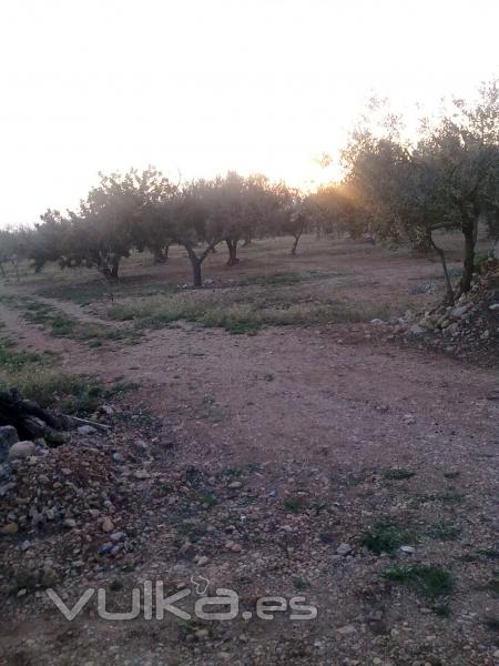 Rossell - finca rústica en producción, olivos, almendros 3 Ha.posibilidad agua y luz 52.000 euros