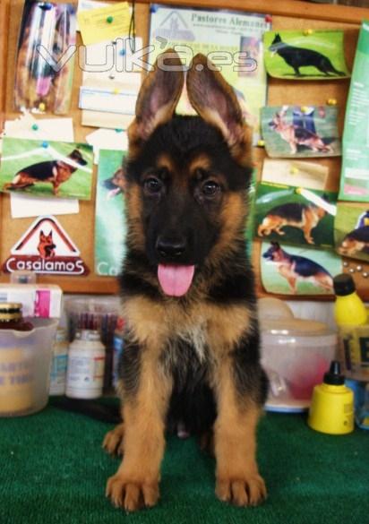 Cachorros que enamoran como Heno de Casalamos