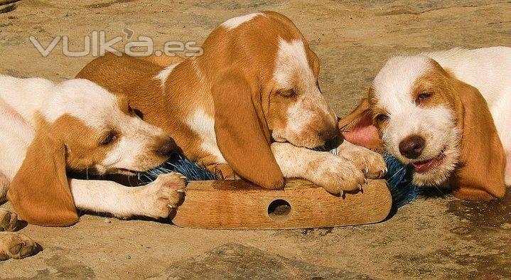 Asociación Protectora de Animales Amigos de los perros de Carballo