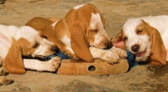 Foto 178 criadero de perros - Asociacin Protectora de Animales Amigos de los Perros de Carballo