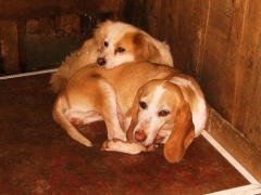 Foto 296 protectora animales - Asociacion Protectora de Animales Amigos de los Perros de Carballo